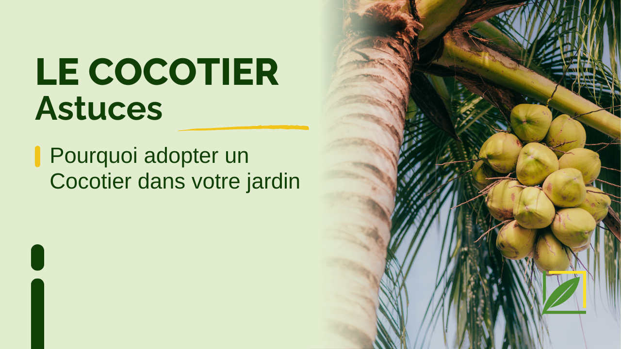 Pourquoi adopter un Cocotier dans votre jardin