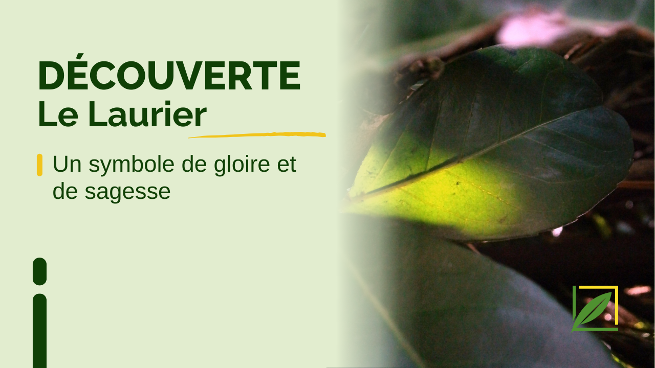 Le Laurier : Un symbole de gloire et de sagesse
