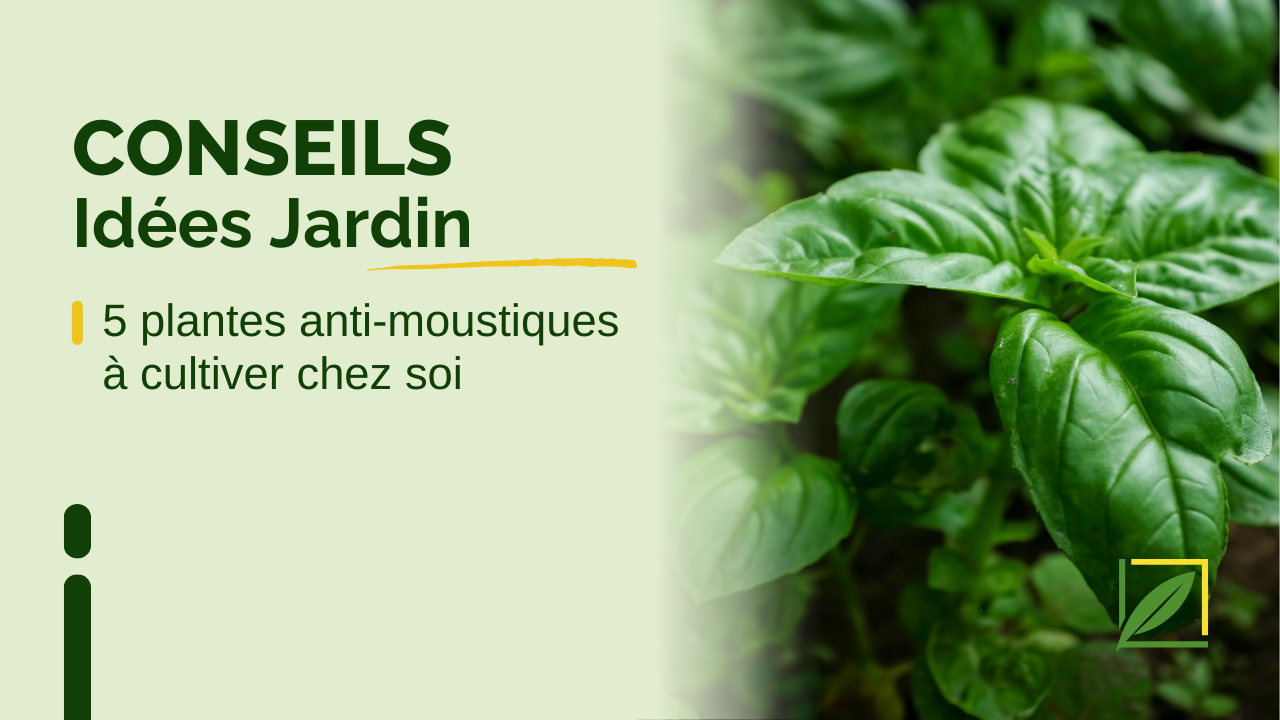 5 plantes anti-moustiques à cultiver chez soi