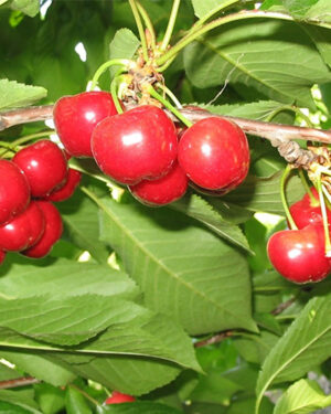 Cerisier Burlat précoce