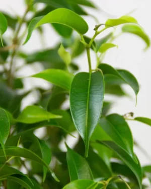 FICUS BENJAMINA NATASJA
