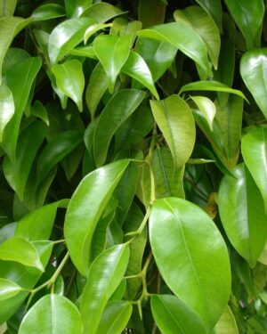 FICUS BENJAMINA VERT