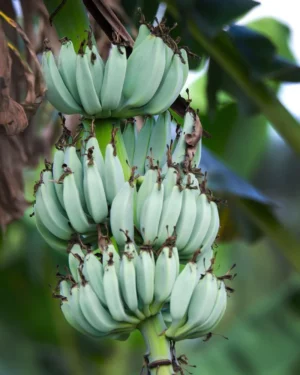 Bananier bleu de Birmanie