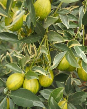 Kumquat Centennial panaché