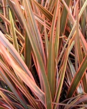 PHORMIUM – Carrousel