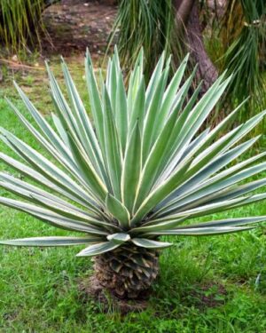 PLANTES DE SISAL - AGAVE SISALANA