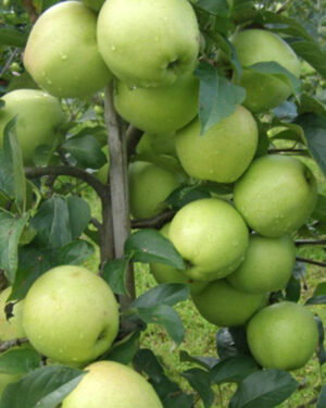 Pommier Golden Reinders