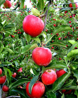 Pommier Mondial Gala