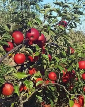 Pommier Williams Pride