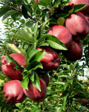 Pommier à éperon écarlate