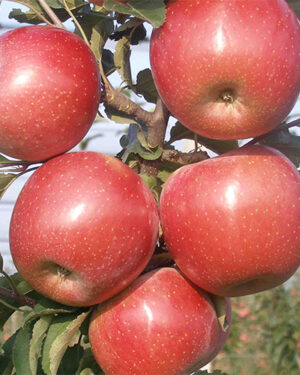 Pommier aztèque Fuji Zhen