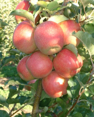Pommier étoile d'automne