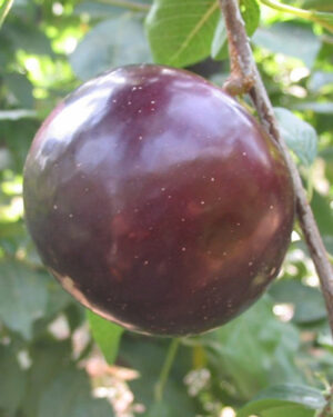 Prunier Black Diamond