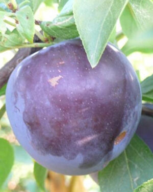 Prunier Black Splendor