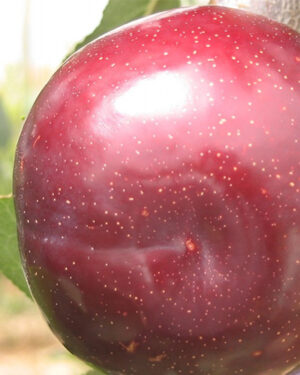 Prunier de Larry Ann