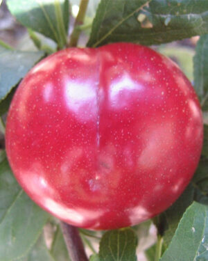 Prunier de Santa Rosa