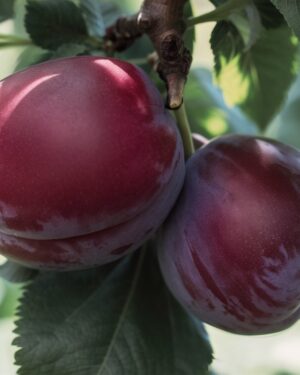 Prunier de la fortune