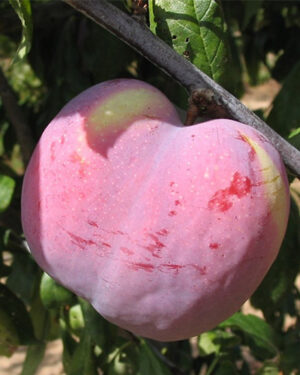 Prunier géant d'automne