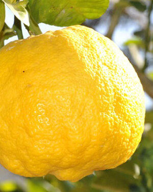 Yuzu (Citrus junos)