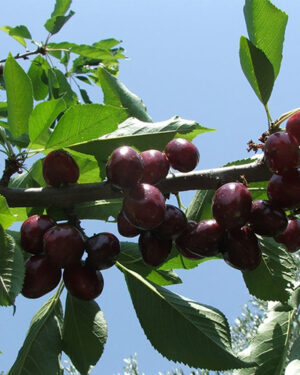 Ziraat 0900 Cerisier