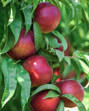 Arbre à nectarines Big Top