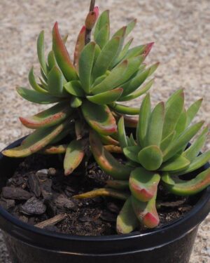 Crassula rattreyi