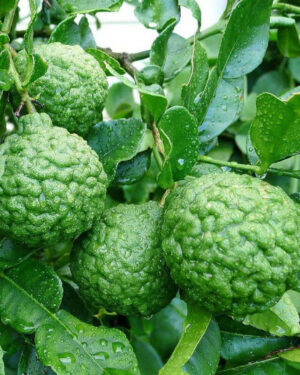 Citronnier Combava (Citrus Hystrix)