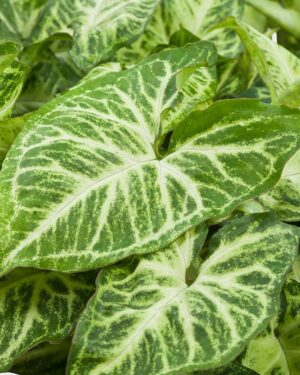 Syngonium Podophyllum (Patte d'oie)