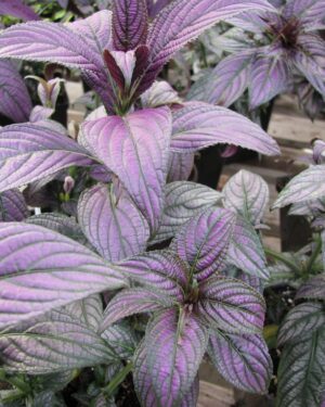 STROBİLANTHES : La Plante Éblouissante pour Votre Jardin au Sénégal