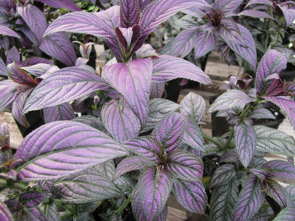 STROBİLANTHES : La Plante Éblouissante pour Votre Jardin au Sénégal