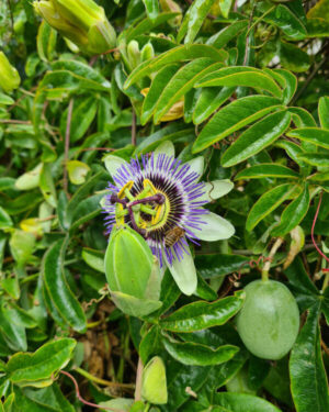 passiflore plante