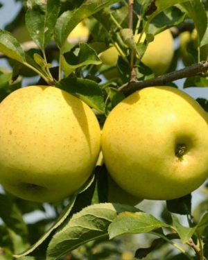 Pommier Golden Delicious