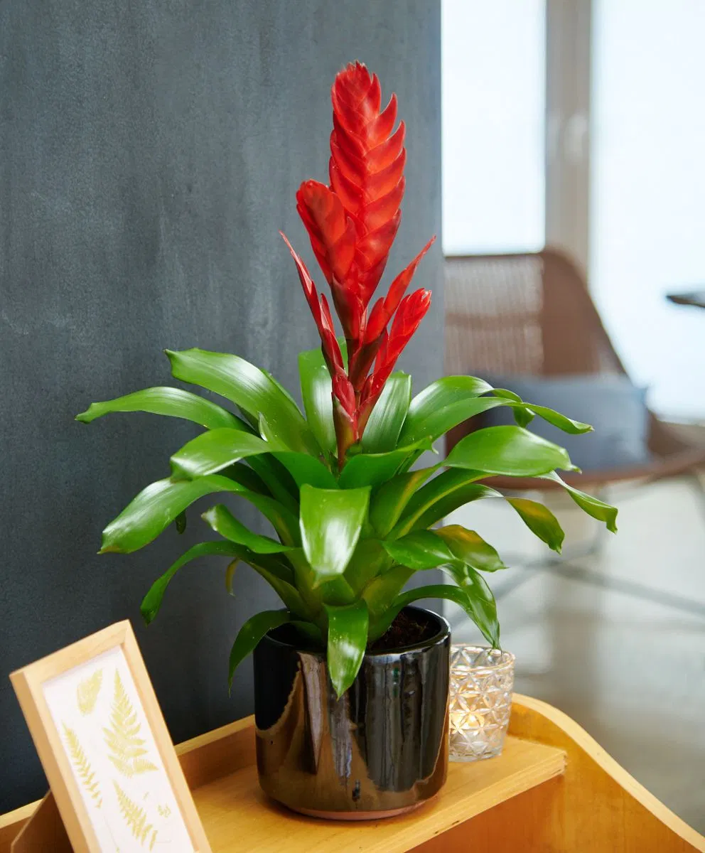 BROMELIA
