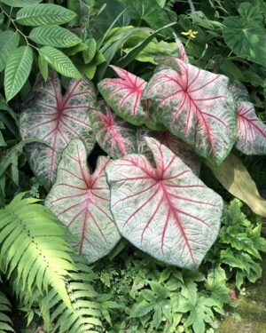 CALADIUM
