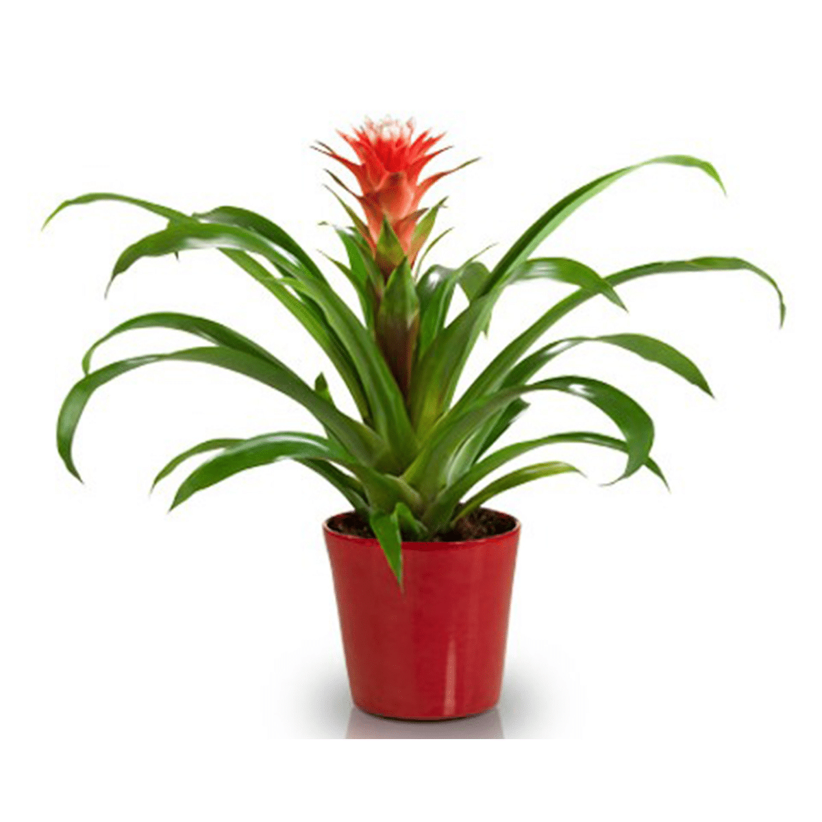 BROMELIA