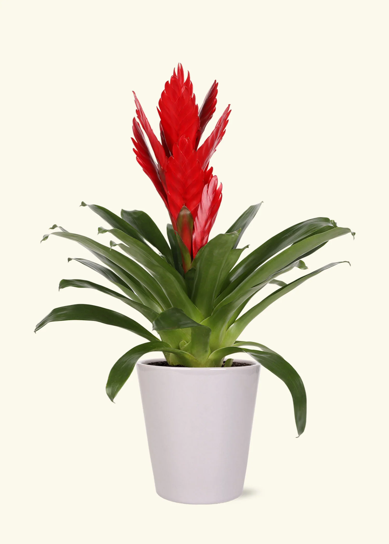 BROMELIA – Image 3