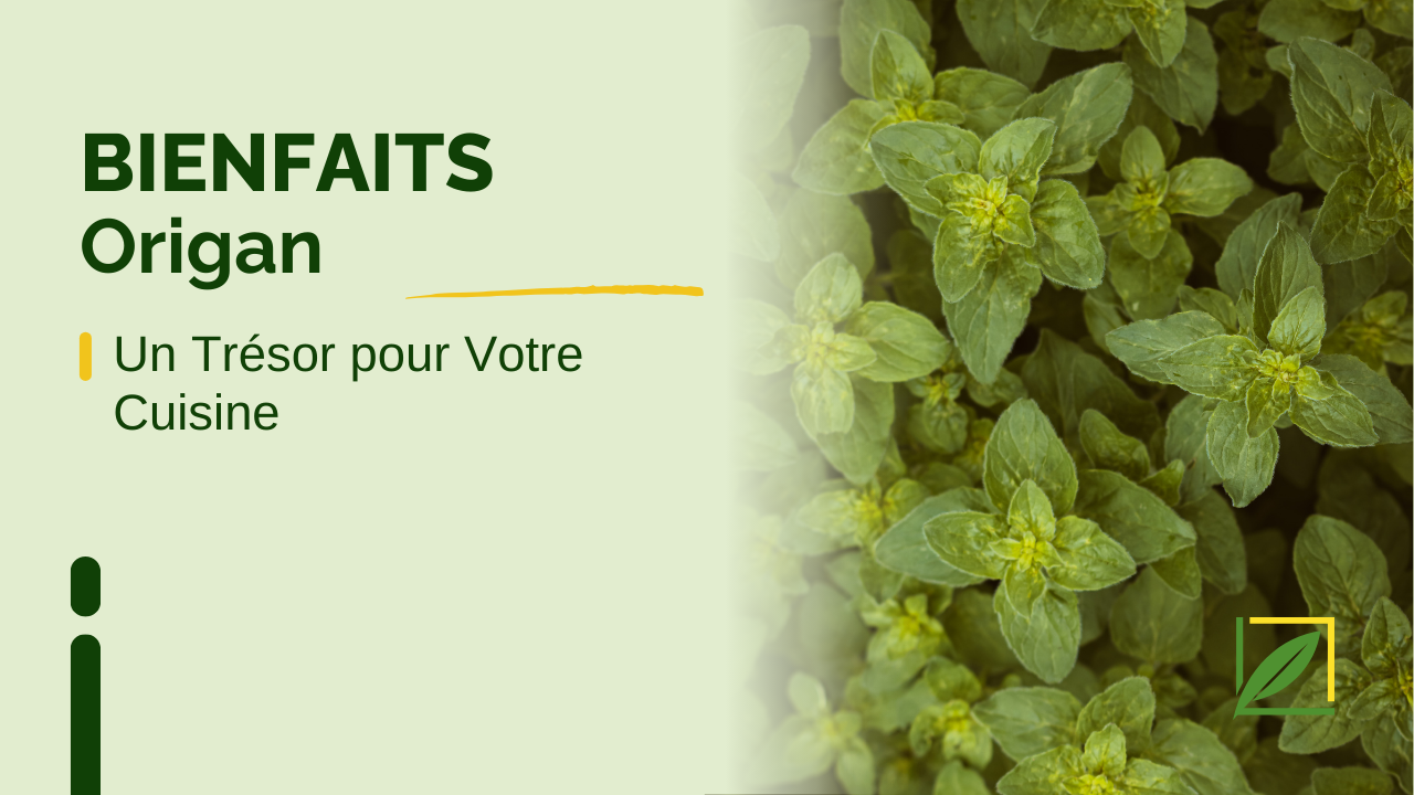 L’Origan : Un Trésor pour Votre Cuisine