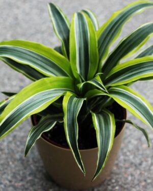 DRACAENA FRAGRANS