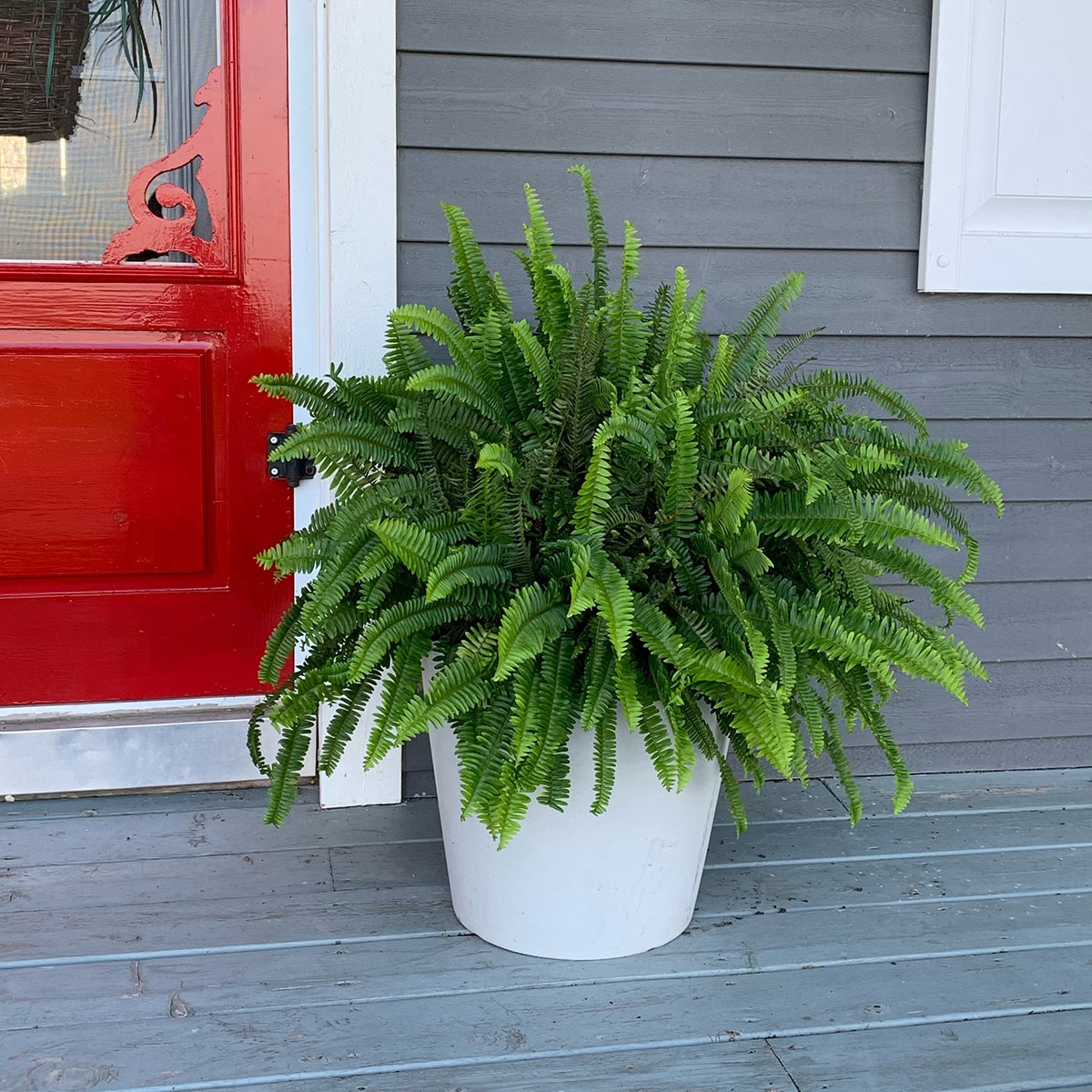 FILICOPHYTA – Image 3