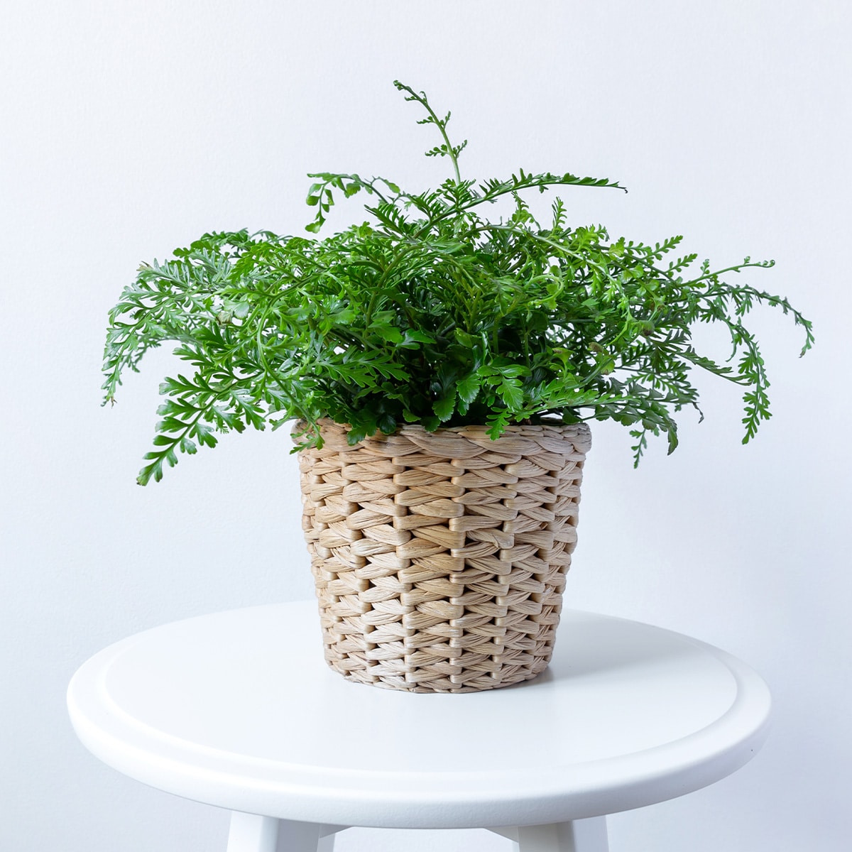 FILICOPHYTA – Image 2