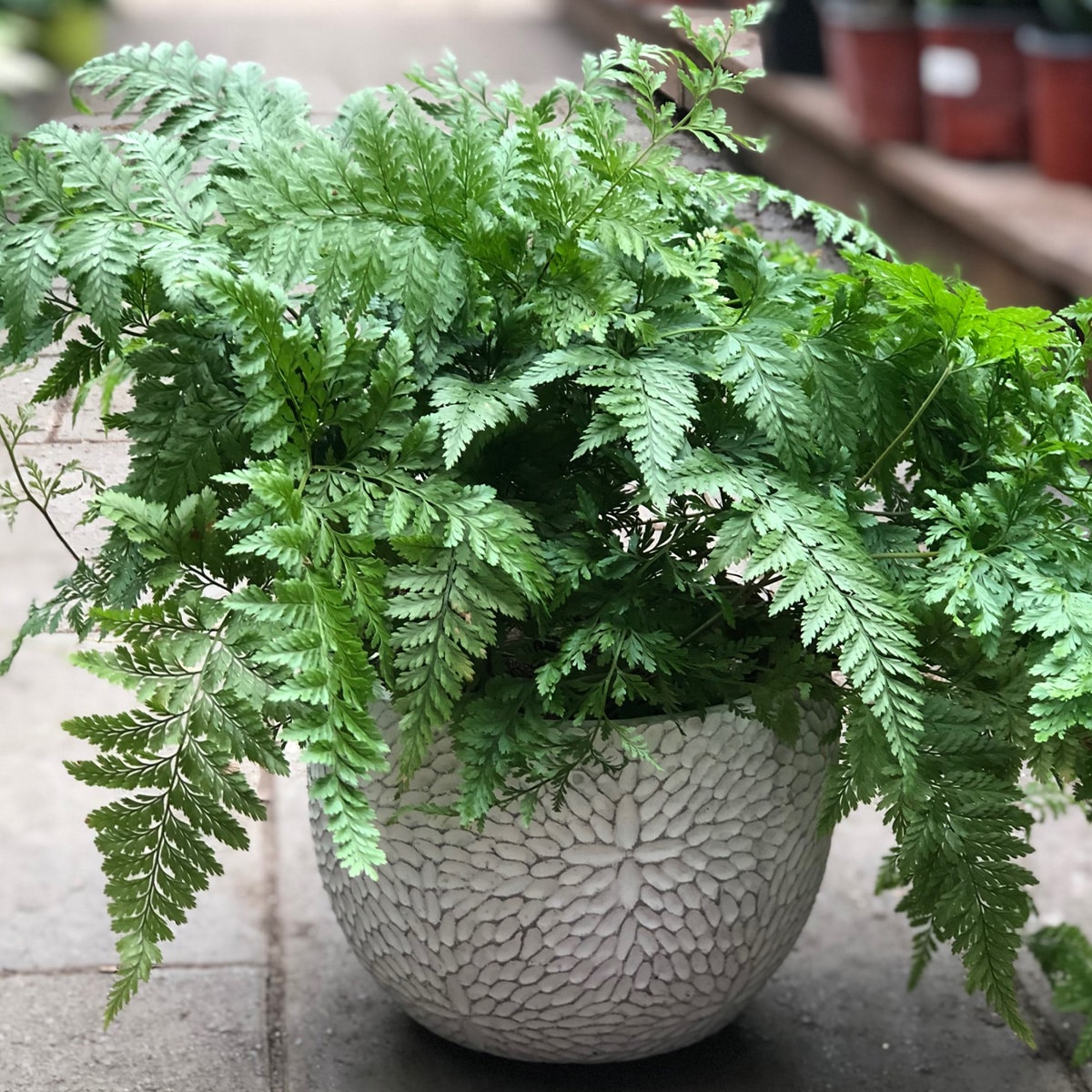 FILICOPHYTA – Image 4