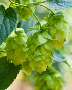 Houblon