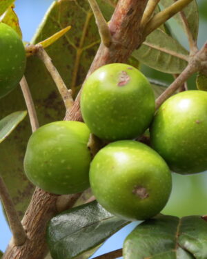 Vitex doniana (Leung Fruit)