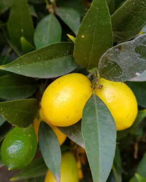 Limequat
