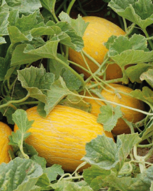 Melon jaune