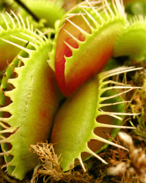 PLANTE CARNIVORE