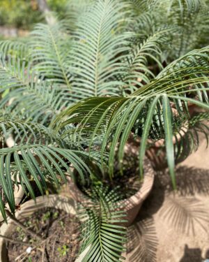 Palmier Cycas (Cycas Revoluta)