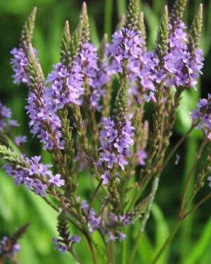 Verveine officinale