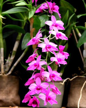 DENDROBIUM