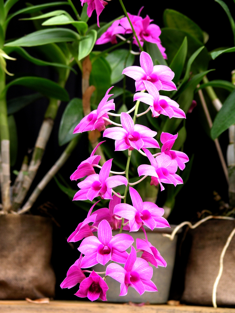 DENDROBIUM